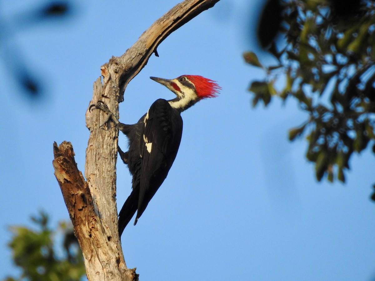 Pileated Woodpecker - ML266667591