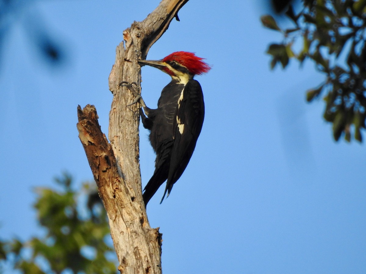 Pileated Woodpecker - ML266667601