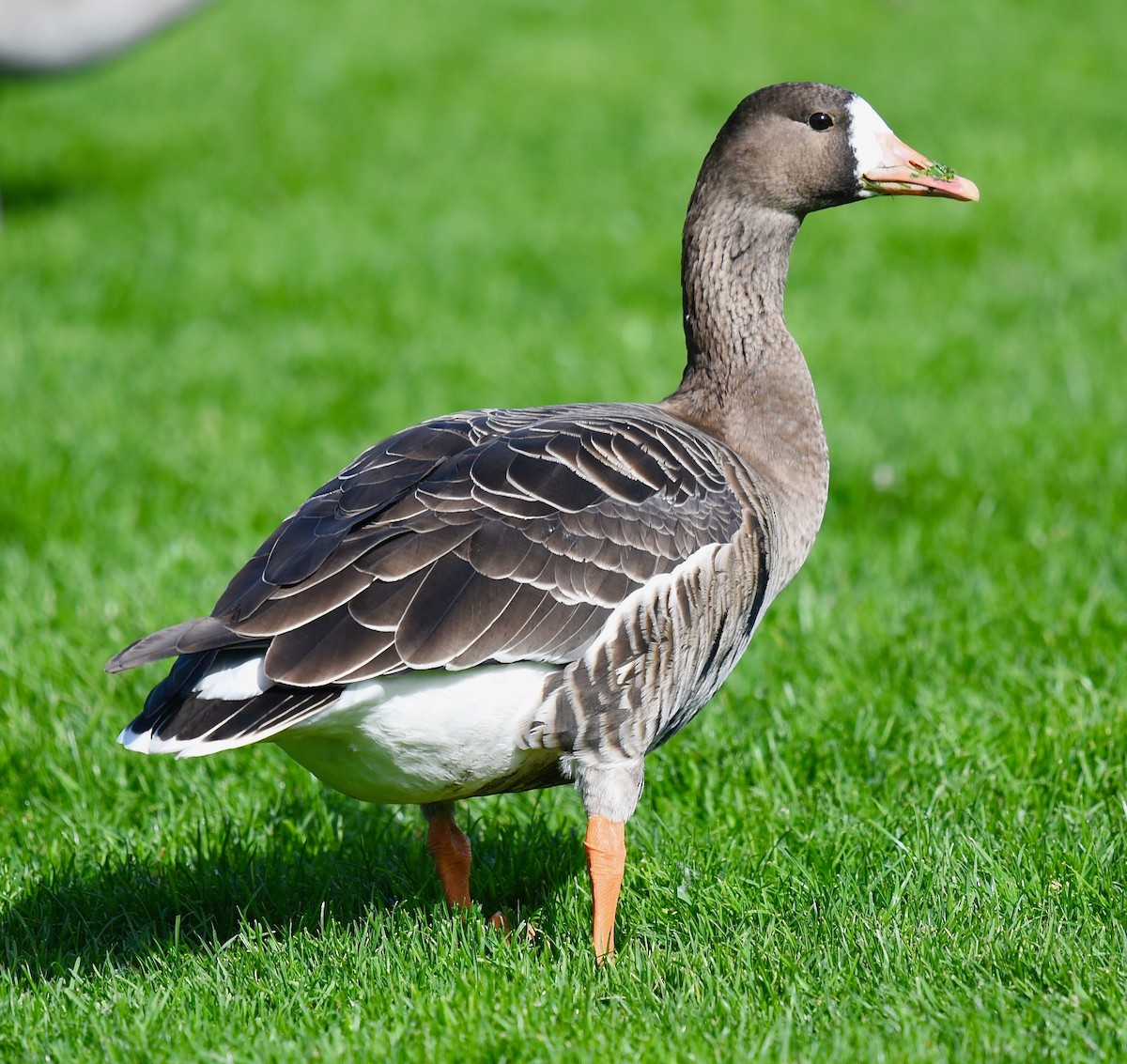 Greater White-fronted Goose - ML266667711
