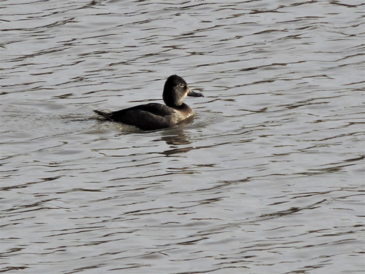 Ring-necked Duck - Daniel Casey