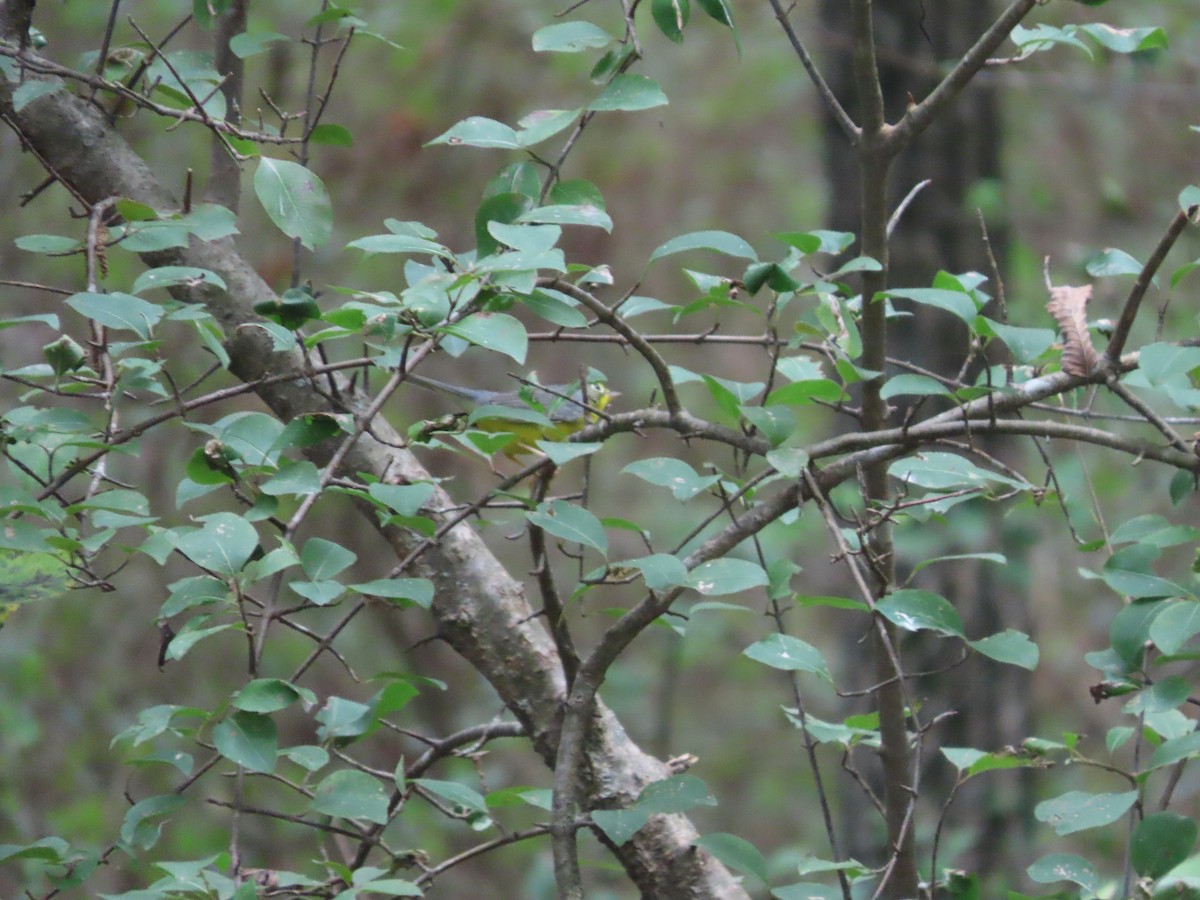 Canada Warbler - ML266668971