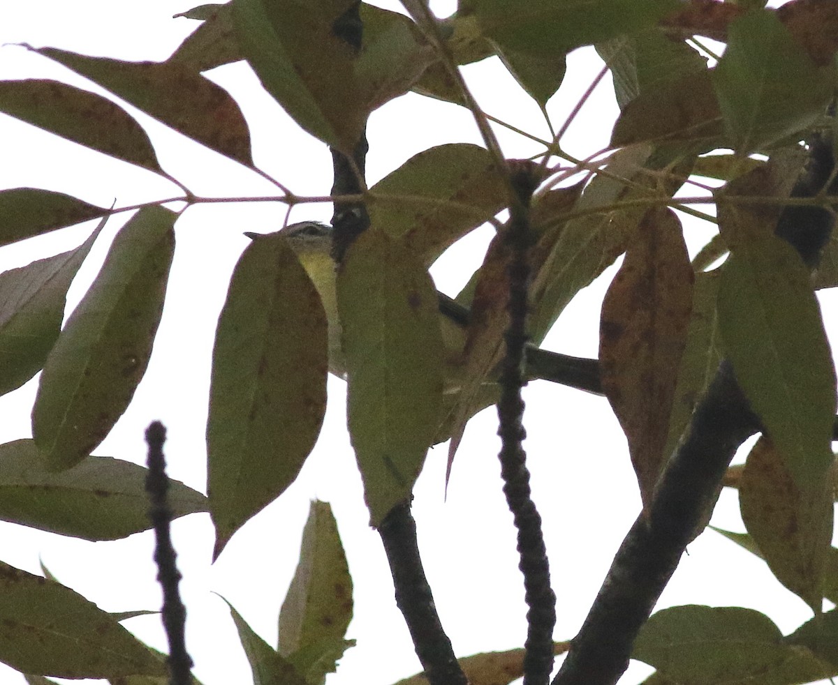 Philadelphia Vireo - ML266669411