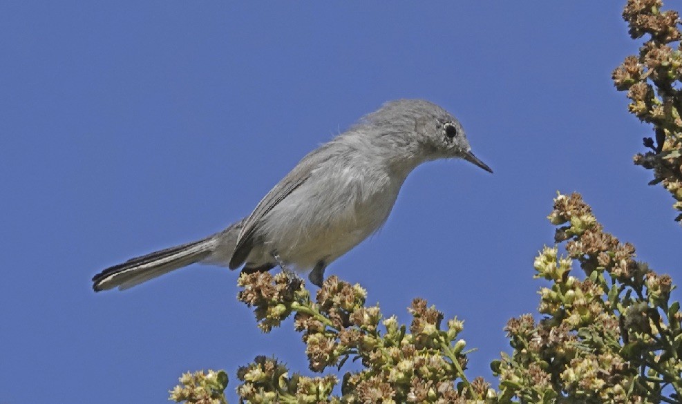 Blue-gray Gnatcatcher - ML266669891