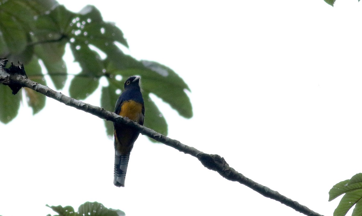 trogon amazonský - ML26667071