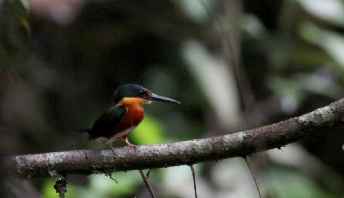 American Pygmy Kingfisher - ML26667101