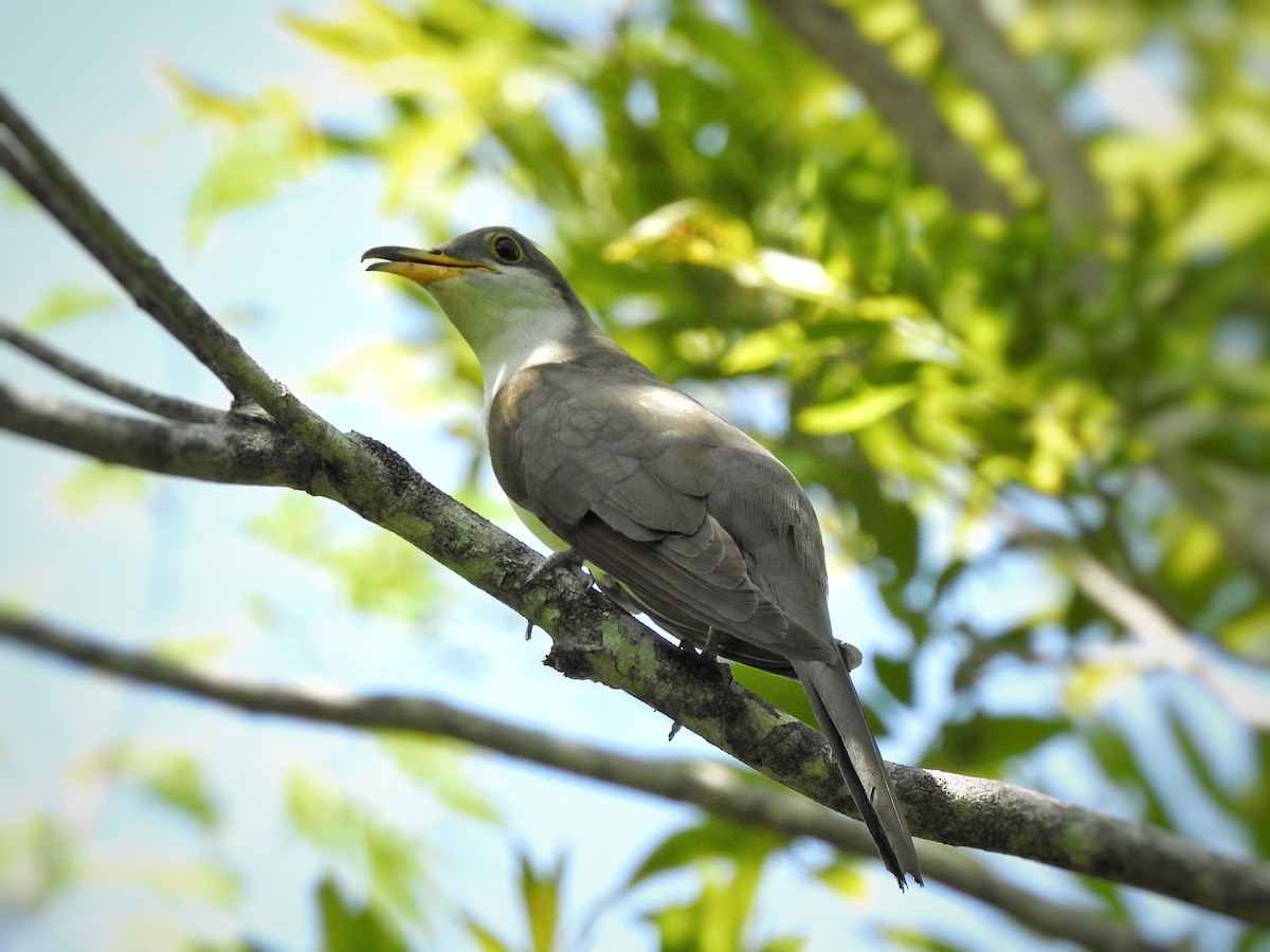 Yellow-billed Cuckoo - ML266671181