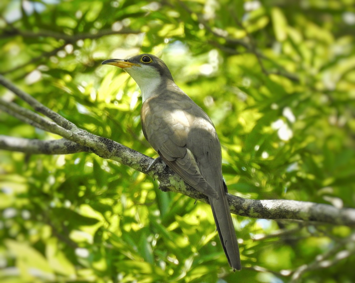 Yellow-billed Cuckoo - ML266671191