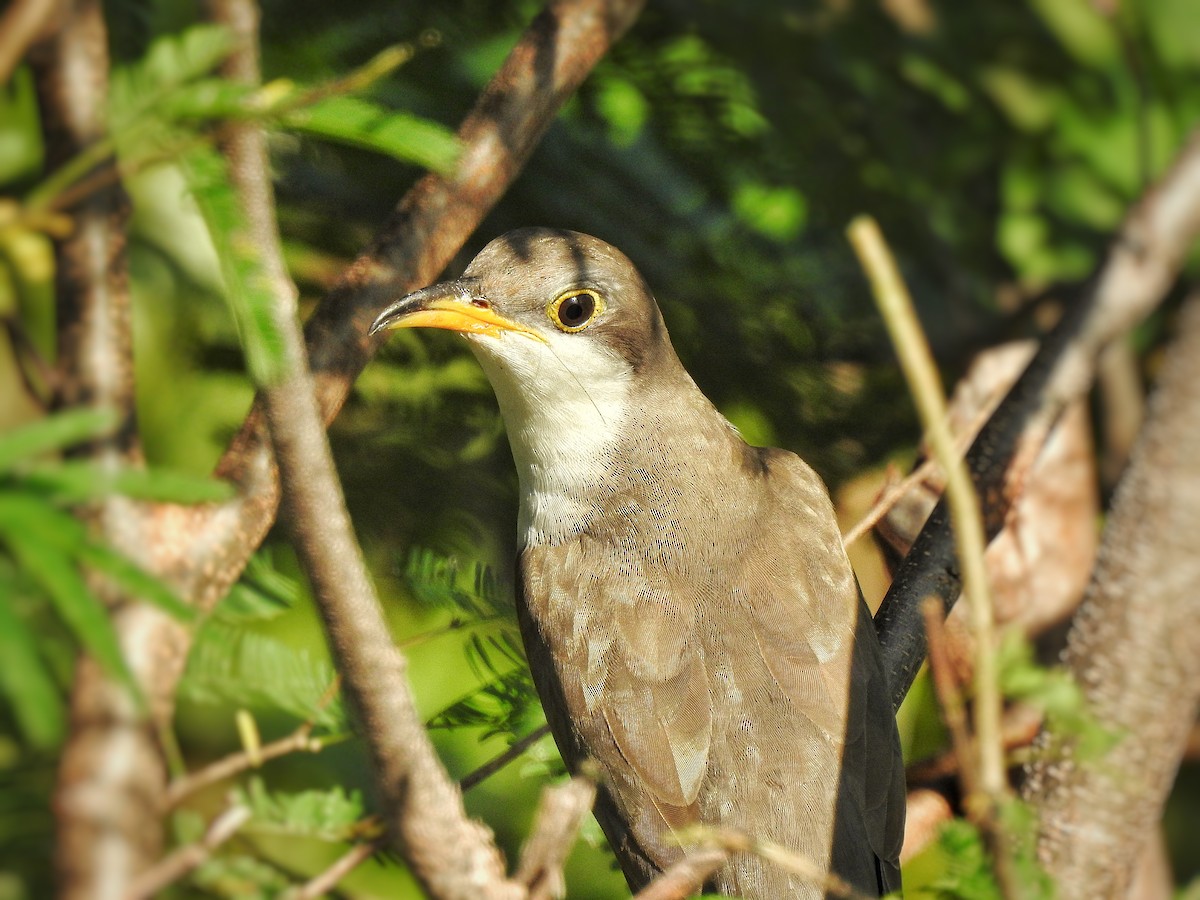 Yellow-billed Cuckoo - Anonymous