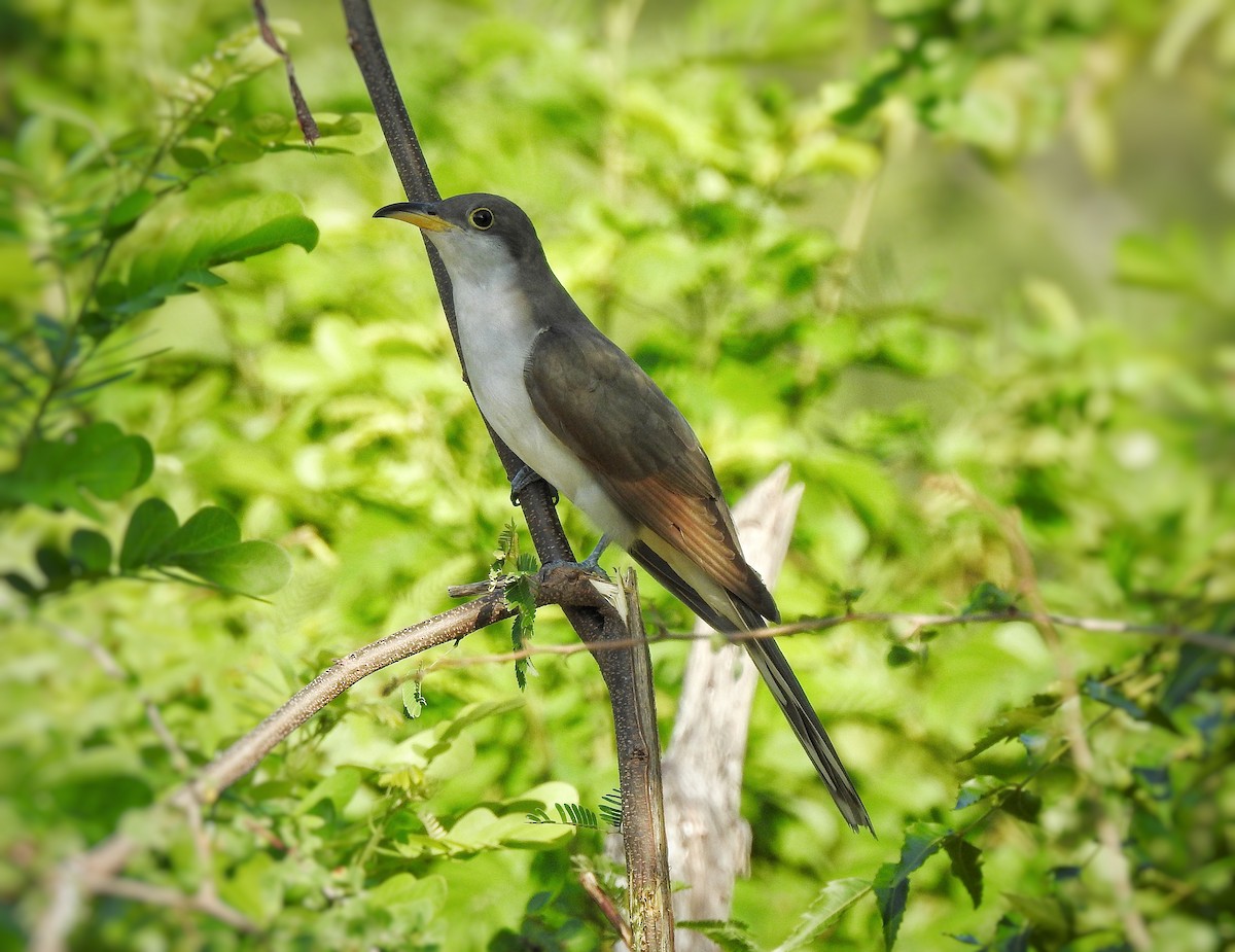 Yellow-billed Cuckoo - ML266671271