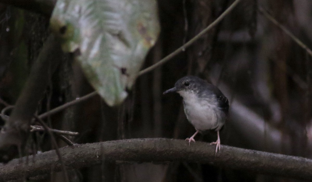 Silvered Antbird - ML26667141