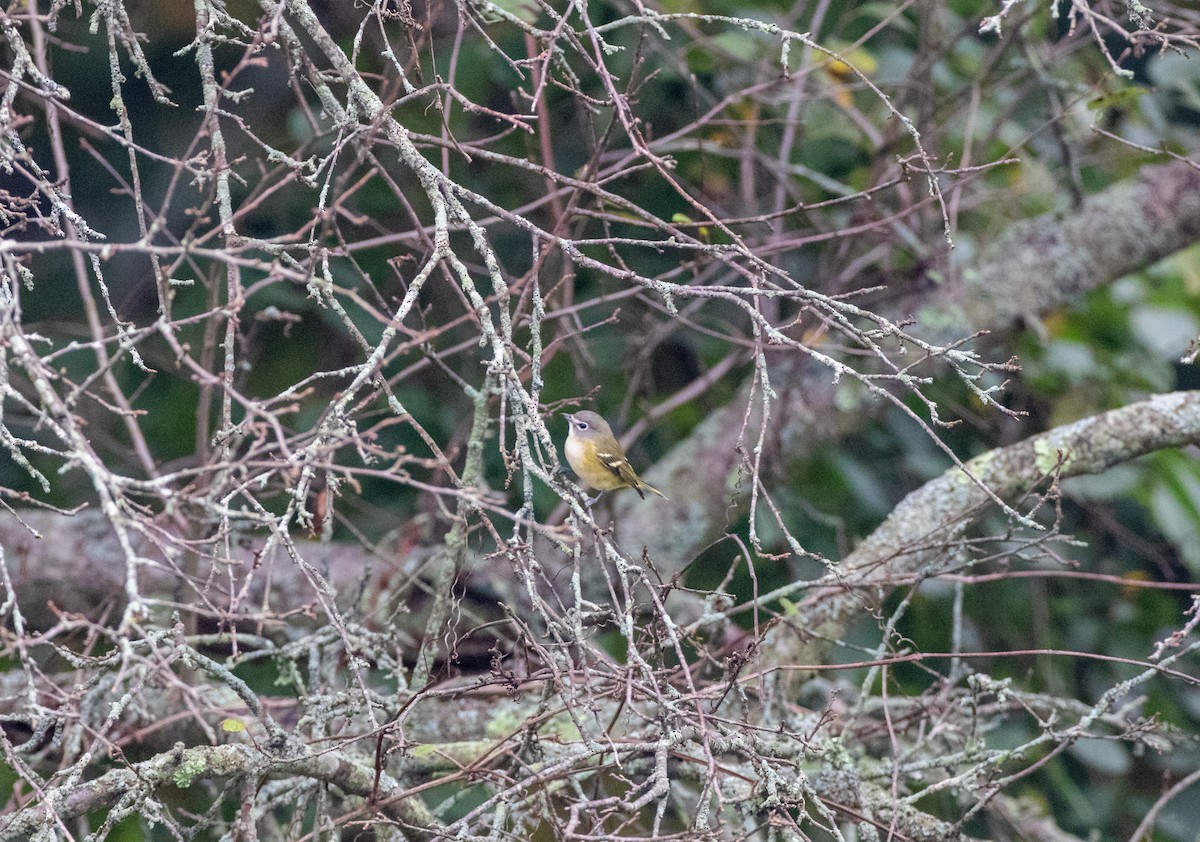 Blue-headed Vireo - Matthew Sabourin