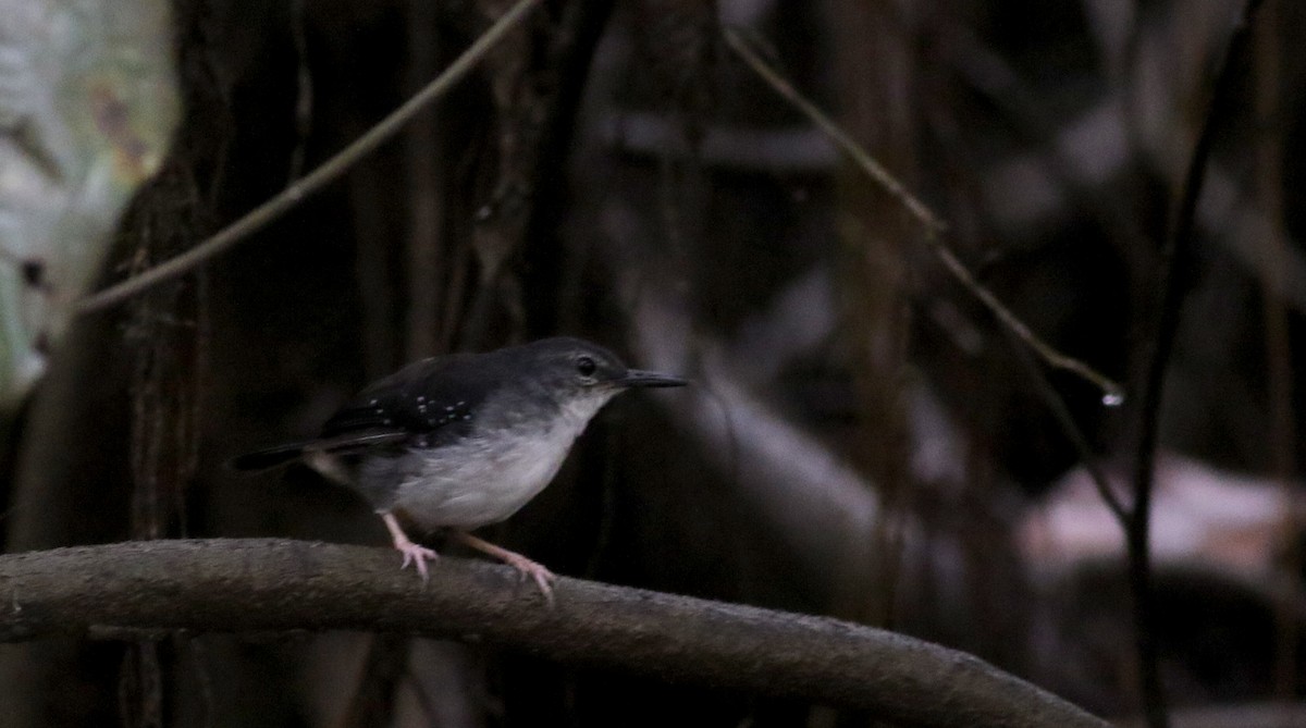 Silvered Antbird - ML26667151