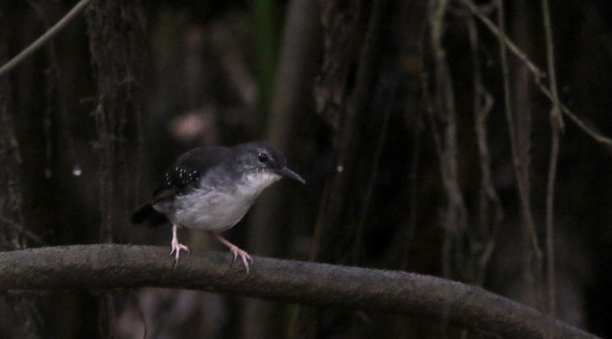 Silvered Antbird - ML26667161