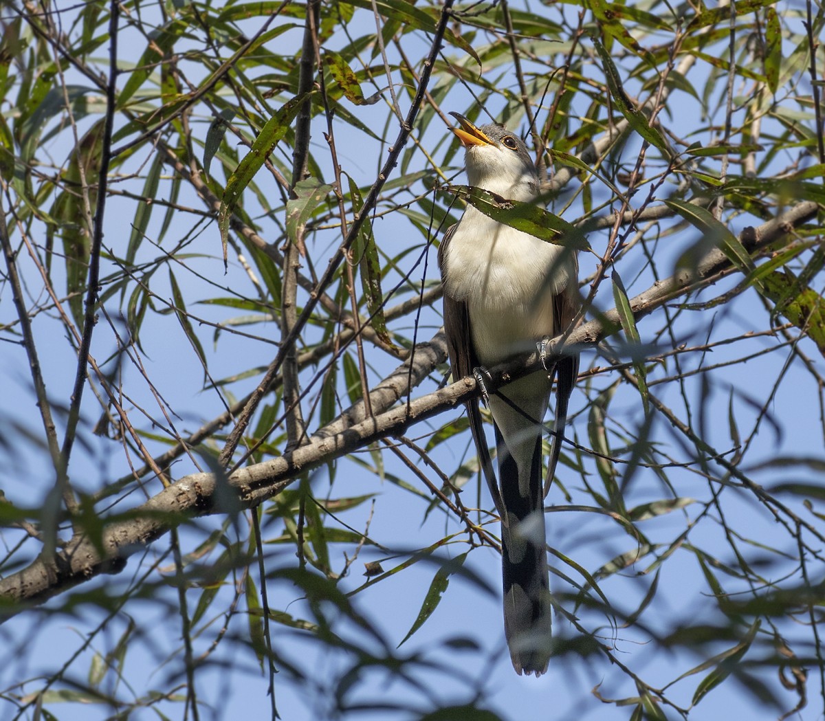 Yellow-billed Cuckoo - ML266671691