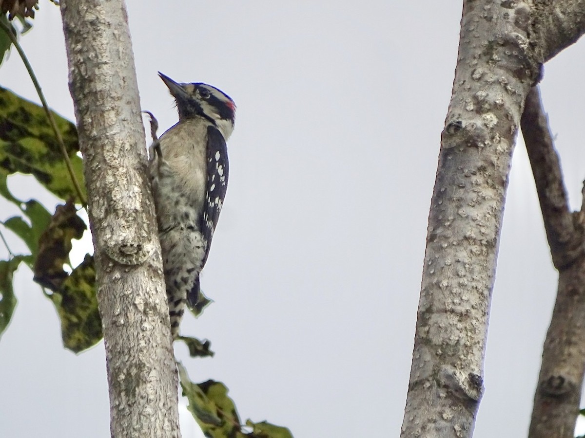 Hairy Woodpecker - ML266672411