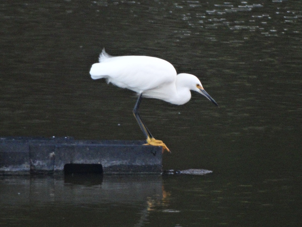 Snowy Egret - ML266673291