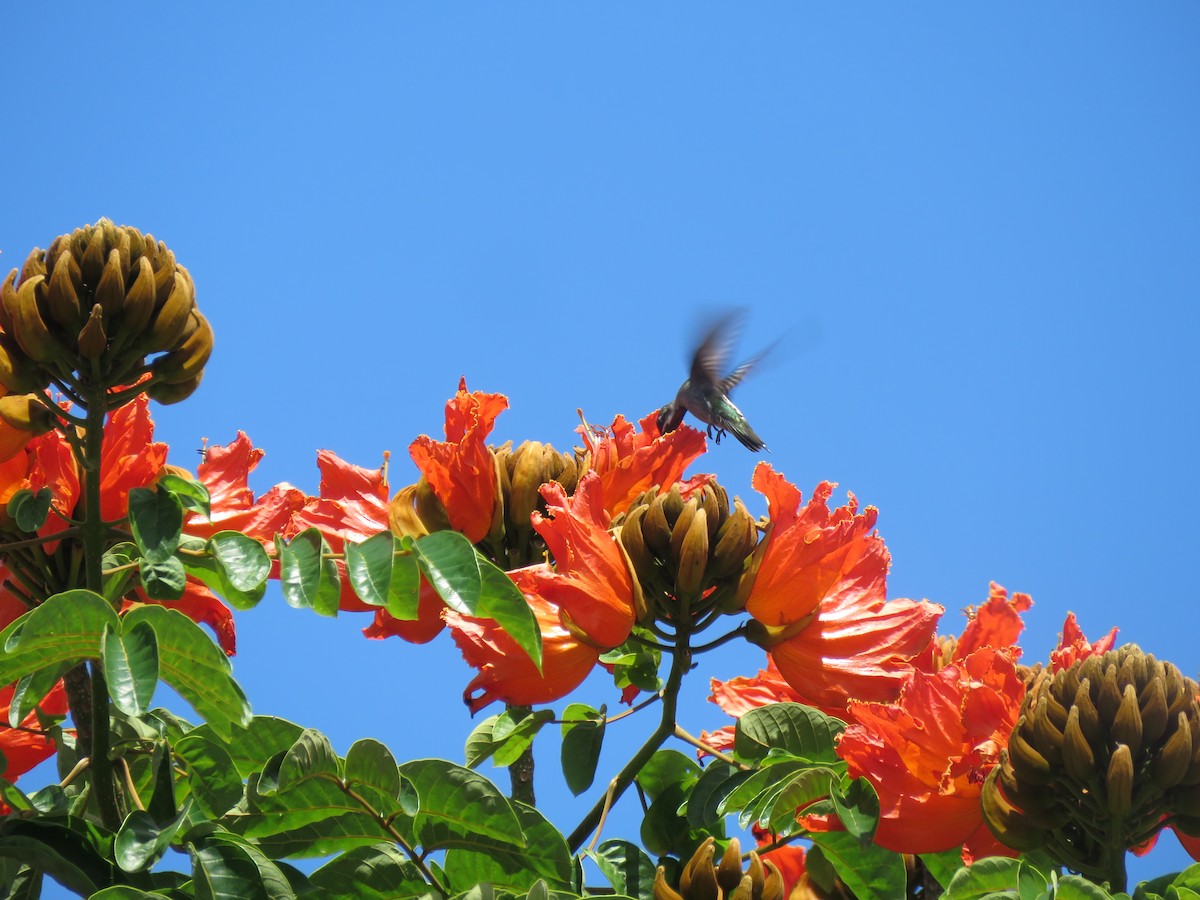 Colibrí Pochotero - ML266674501