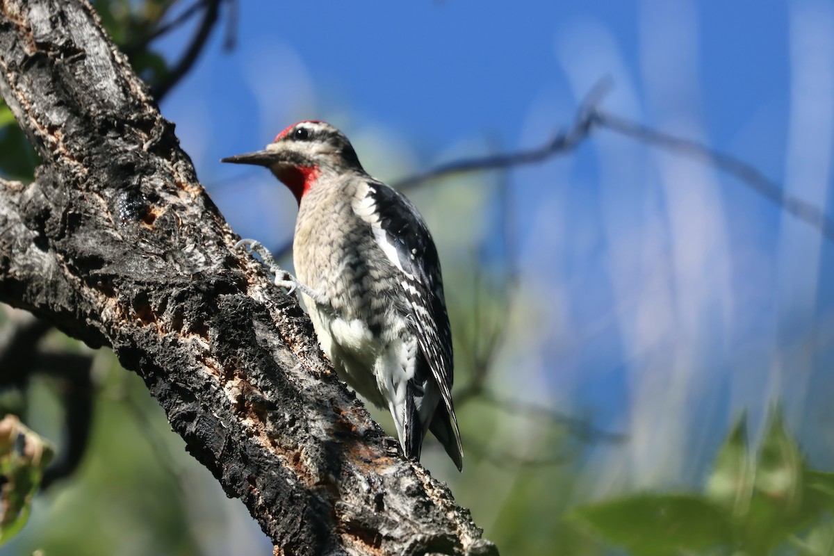 Red-naped Sapsucker - ML266675961