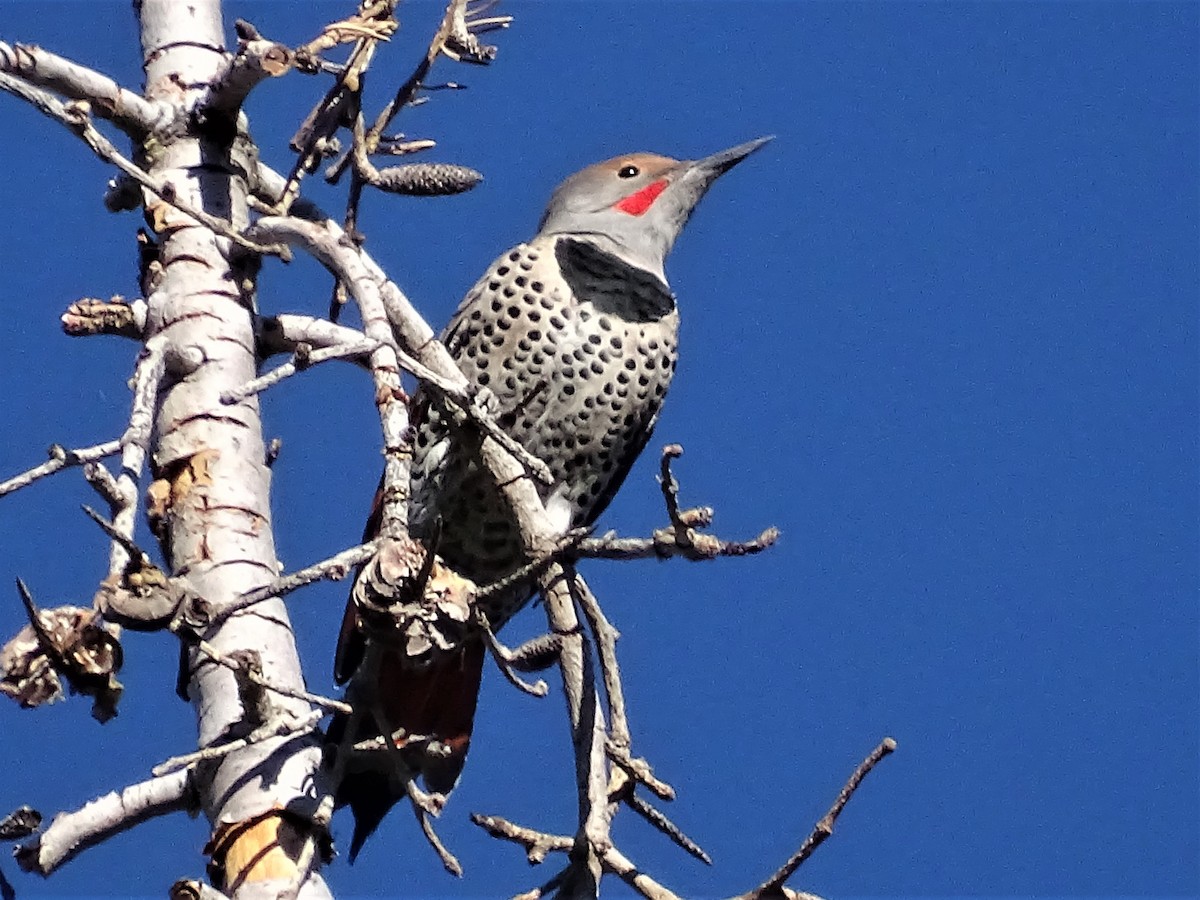 Northern Flicker (Red-shafted) - Diane Rose