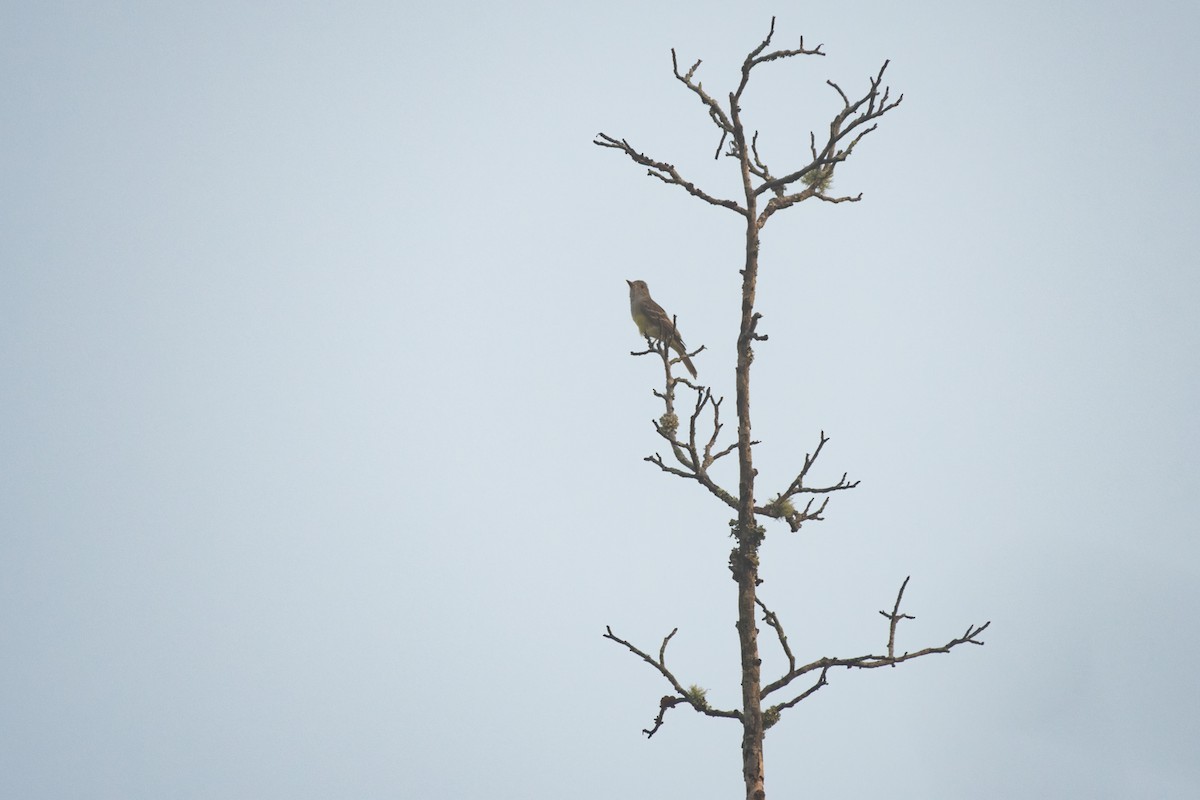 Great Crested Flycatcher - ML266677281