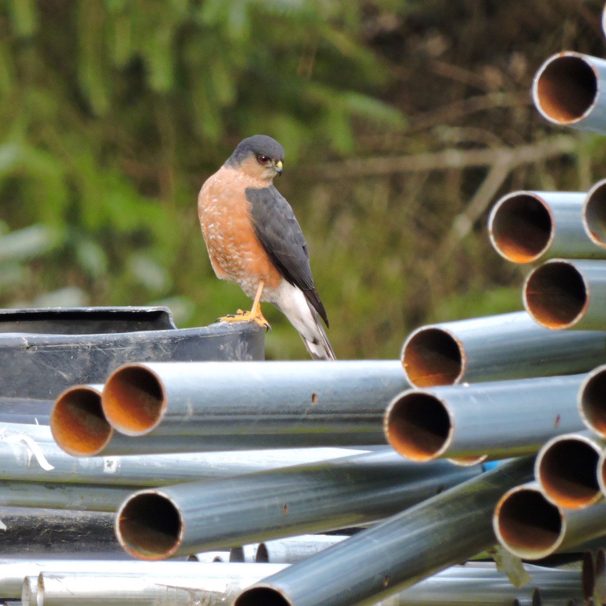 Sharp-shinned Hawk - ML26667771