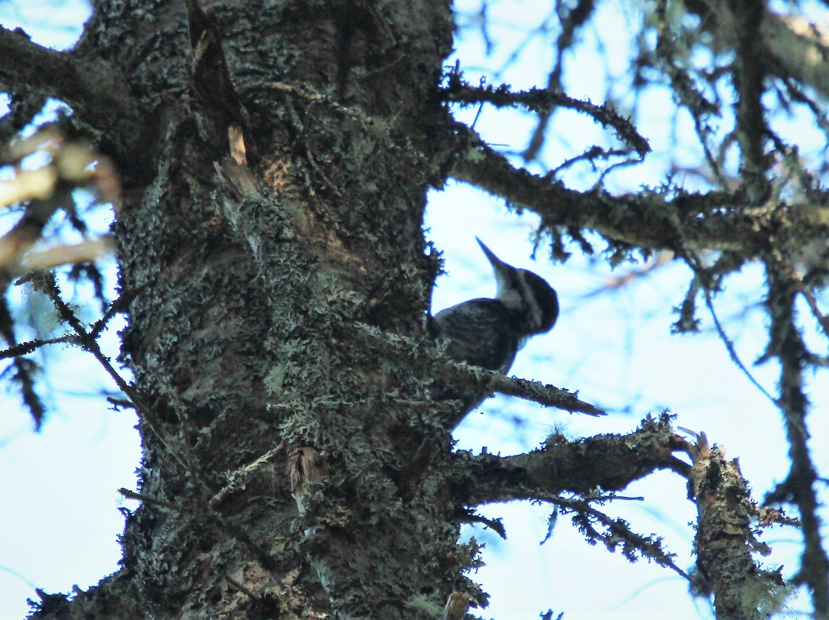 Hairy Woodpecker - ML266679091