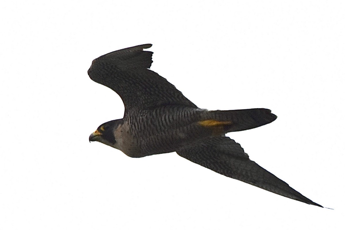 Halcón Peregrino - ML266679871