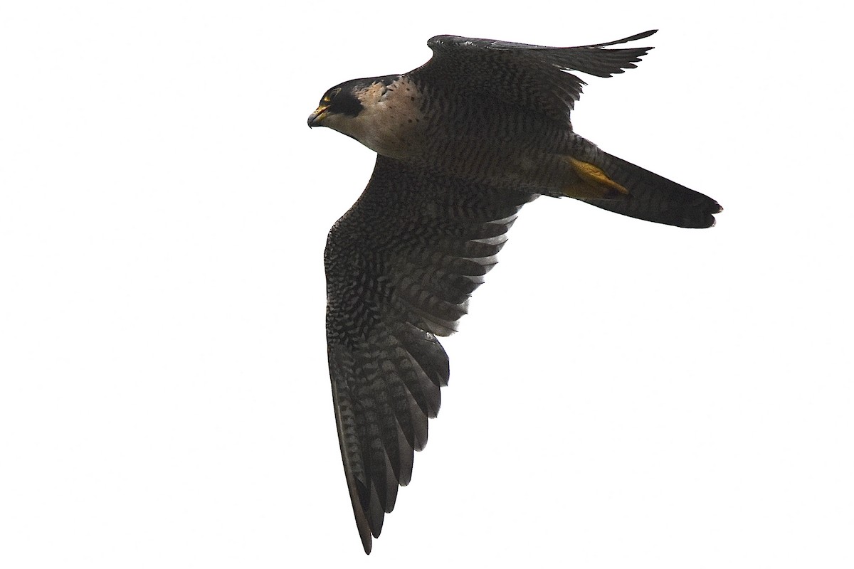 Halcón Peregrino - ML266679891