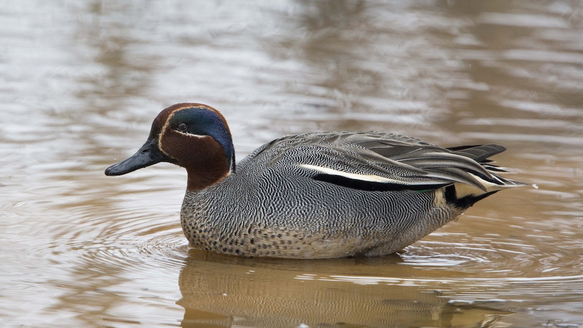 Green-winged Teal (Eurasian) - Peter Shelton