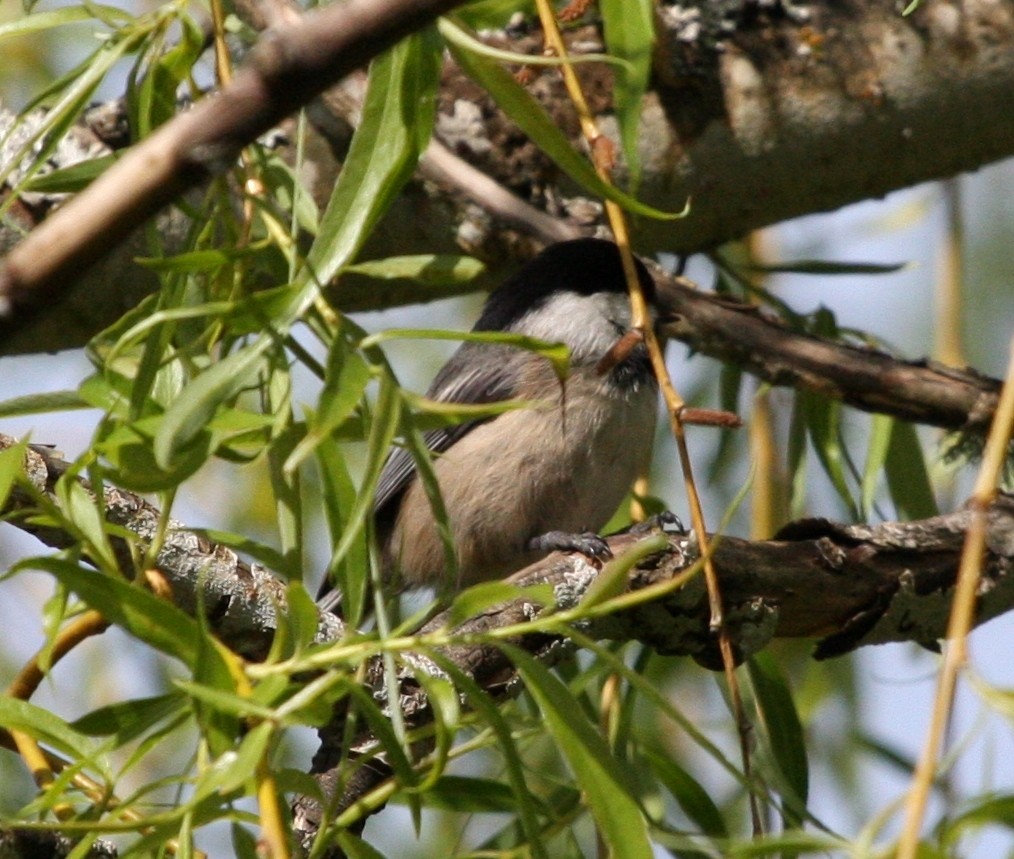 Black-capped Chickadee - Nels Nelson