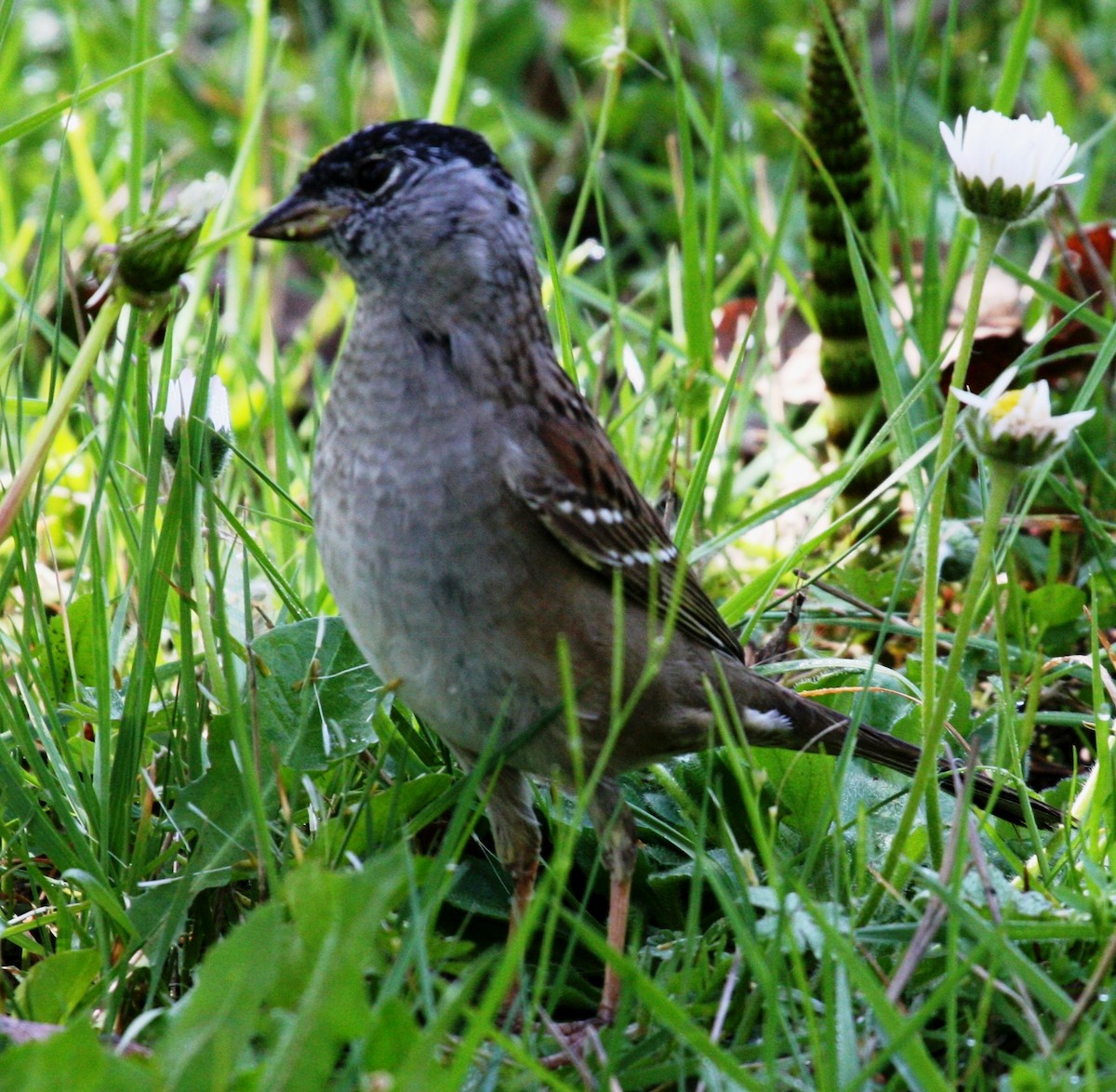 Golden-crowned Sparrow - ML26668351