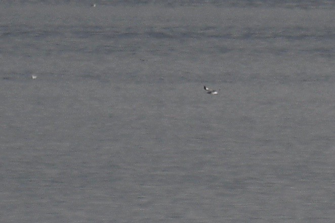 Sabine's Gull - Will Brooks