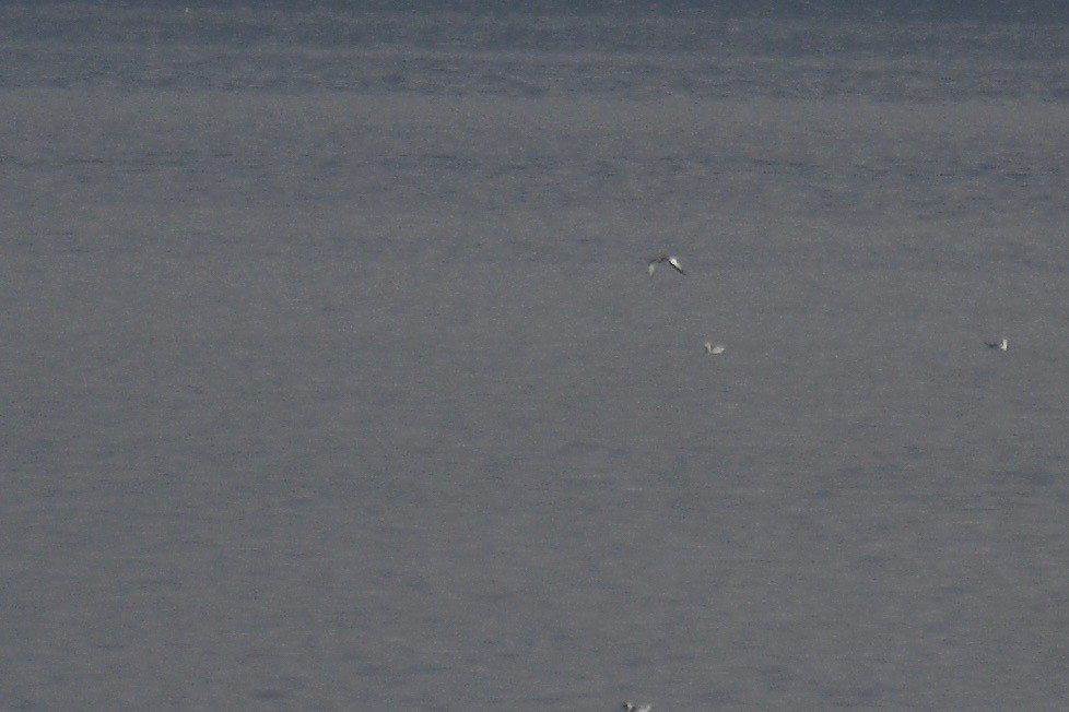 Sabine's Gull - Will Brooks