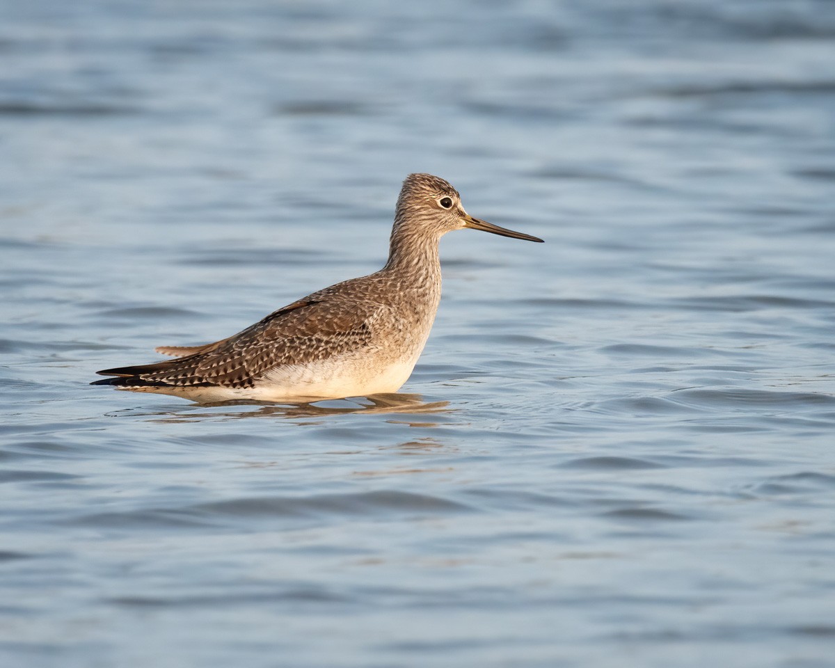 Greater Yellowlegs - ML266686721