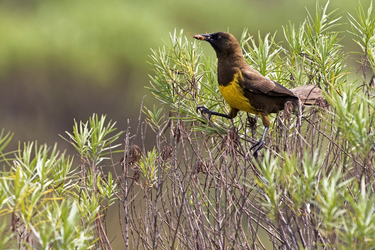 Brown-and-yellow Marshbird - ML266688271