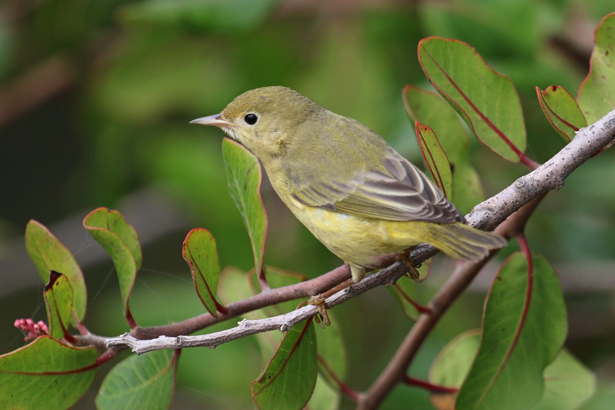 Northern Yellow Warbler - Jamie Chavez