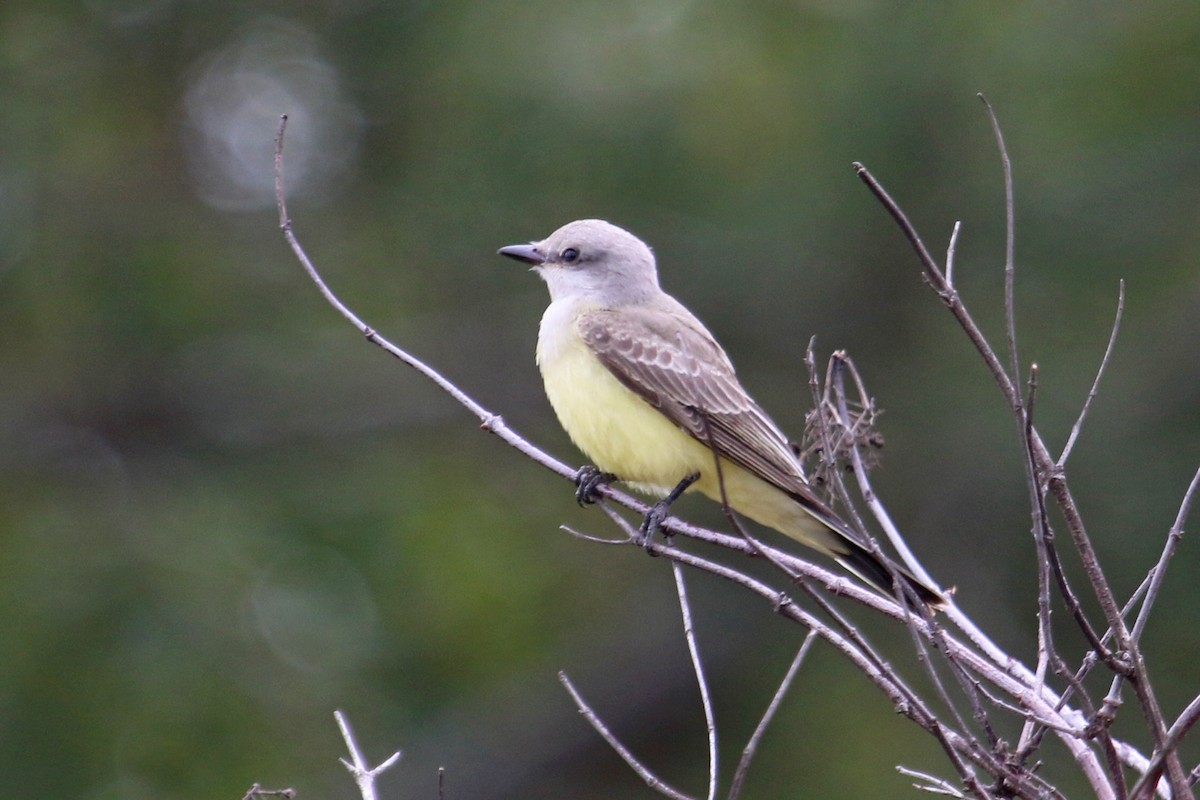 Western Kingbird - ML266688571