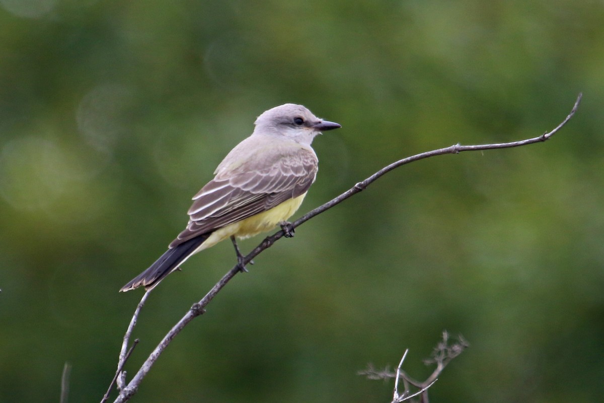 Western Kingbird - ML266688601