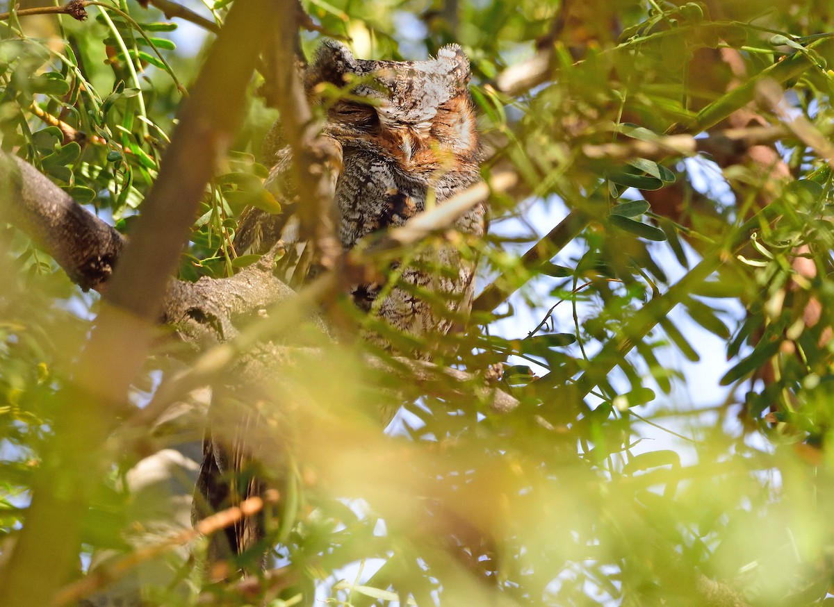 Flammulated Owl - Ad Konings