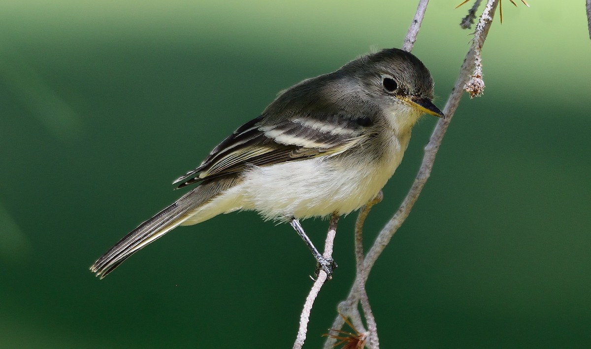 Gray Flycatcher - ML266689911