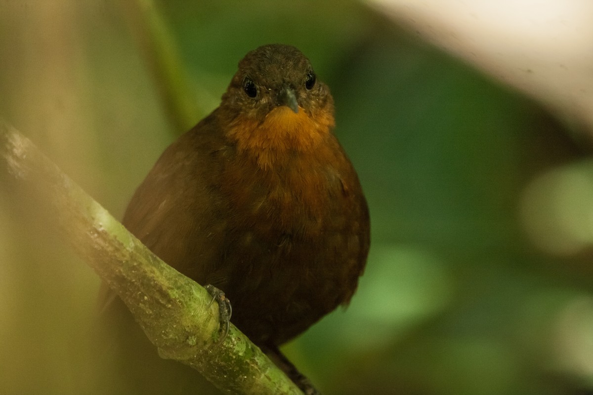 South American Leaftosser (Guianan) - ML266690261