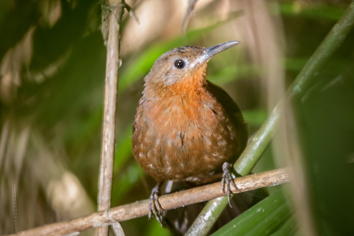 South American Leaftosser (Guianan) - ML266690291