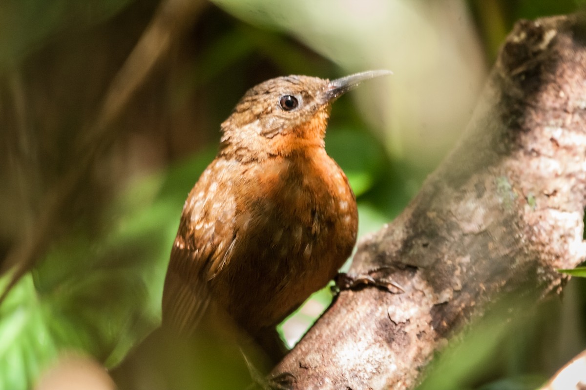 South American Leaftosser (Guianan) - ML266690341