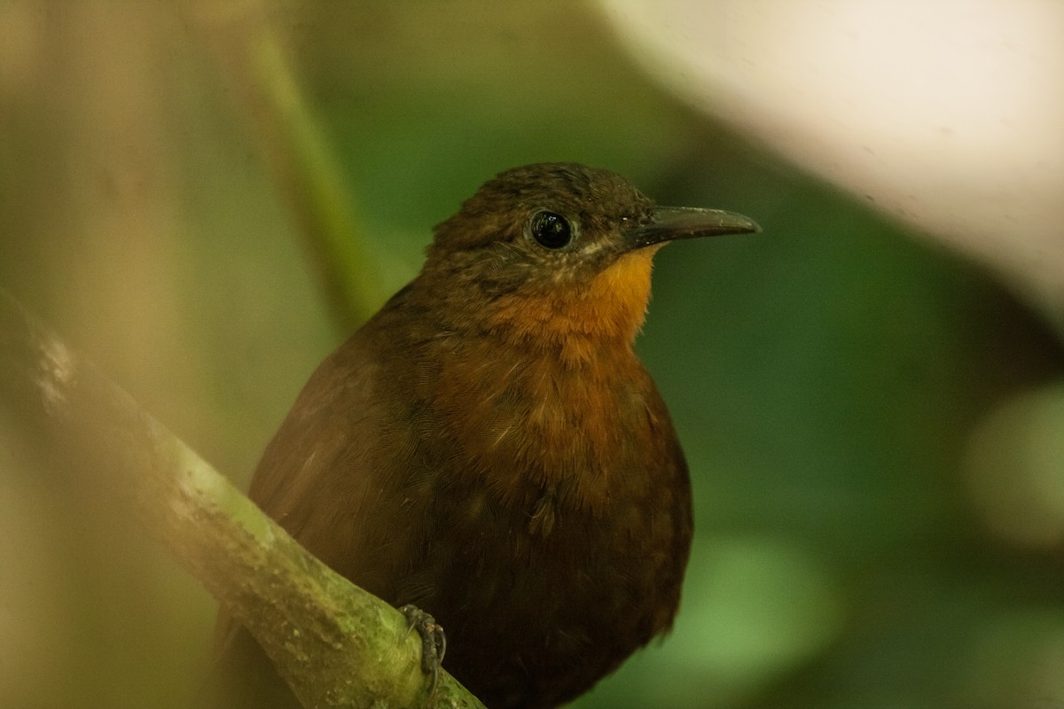 South American Leaftosser (Guianan) - ML266690381