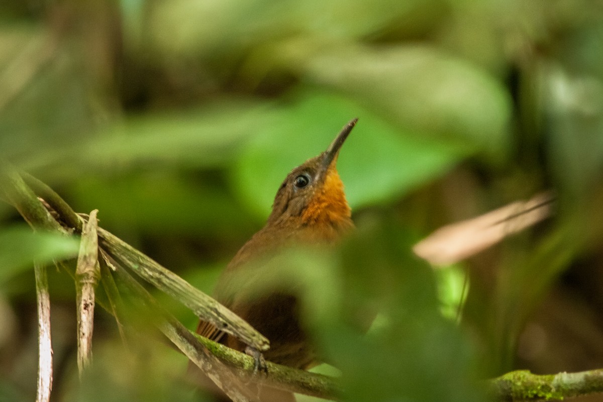 South American Leaftosser (Guianan) - ML266690411