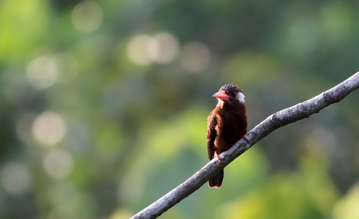 White-eared Jacamar - ML26669181