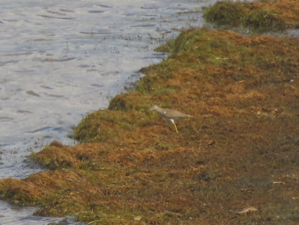 Spotted Sandpiper - ML266694301