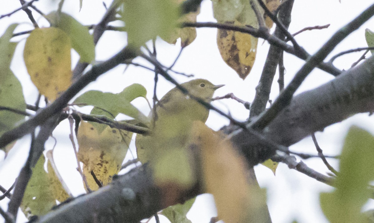 Yellow Warbler - ML266695451