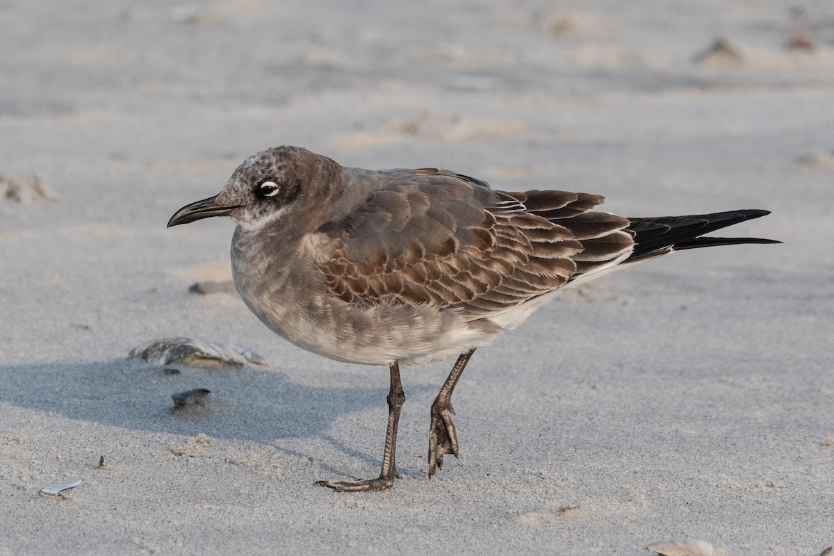 Laughing Gull - ML266695621