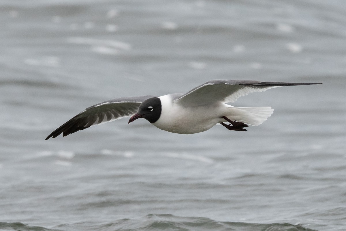 Laughing Gull - ML266696281